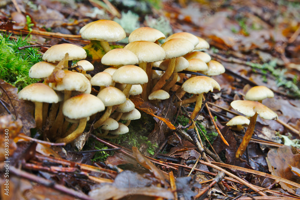 Group of unidentified white and orange mushrooms, born from a cut trunk in the Lugo galicia forest Group of unidentified white and orange mushrooms, born from a cut trunk in the Lugo galicia forest
