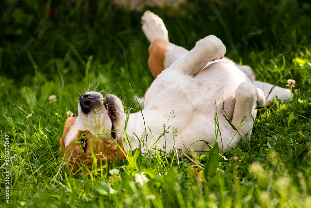 Tricolor beagle dog Rolling In Grass on summer day. Tricolor beagle dog Rolling In Grass on summer day.