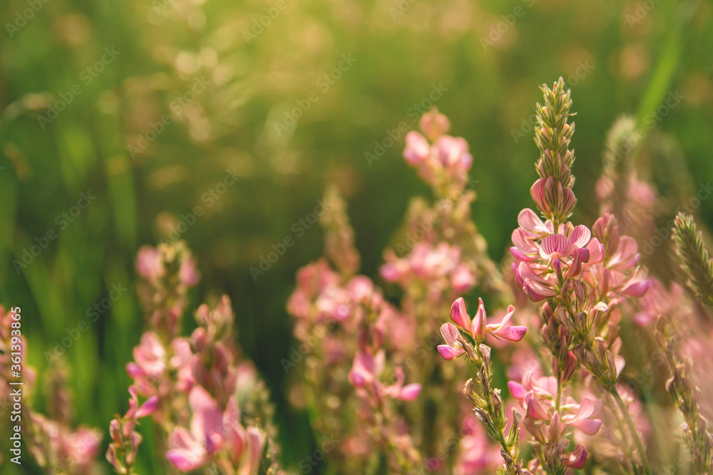 Wild pink flowers in the field. Summer wild flowers.