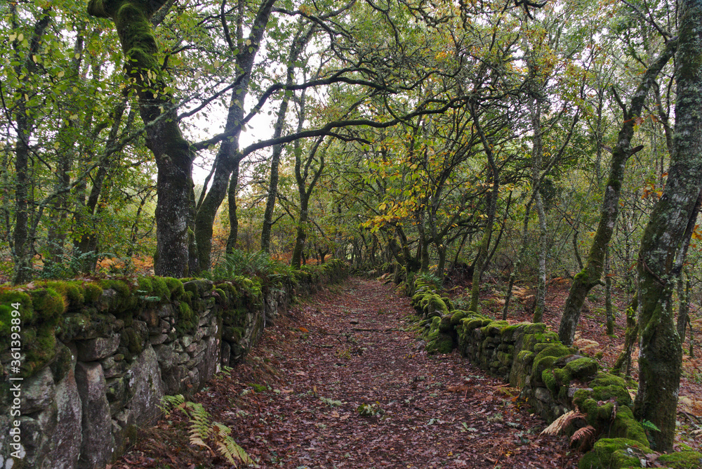 Old path between stone walls in rural galicia used by cattle and locals