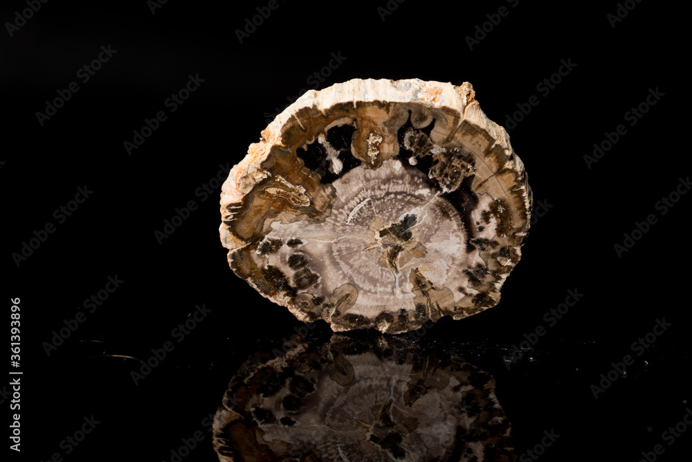 Close up of Cut of petrified, fossilized wood isolated on black background with reflection Close up of Cut of petrified, fossilized wood isolated on black background with reflection