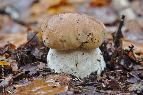 Boletus Edulis, edible mushroom of great gastronomic value