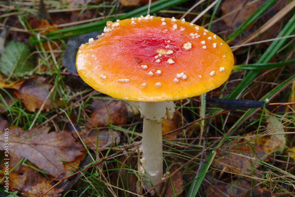 Mushroom Amanita Muscaria inedible very poisonous Mushroom Amanita Muscaria inedible very poisonous