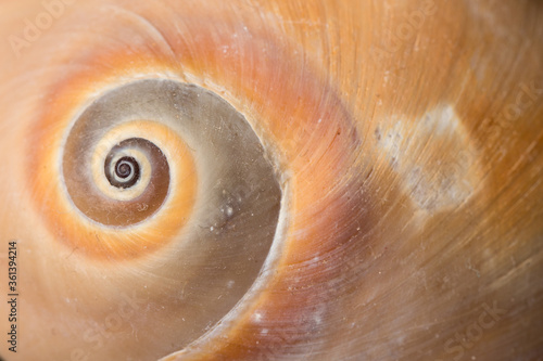 Close up spiral and curly Sea shell isolated on black background with reflection for science