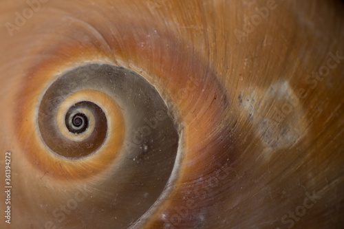 Close up spiral and curly Sea shell isolated on black background with reflection for science