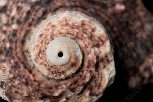 Close up Curly and spiny Sea shell isolated on black background with reflection for science