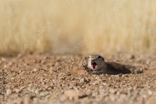 Arizona round tailed ground squirrel looking silly with open mouth face yelling and reaching for something screaming perfect funny animal meme raising hand saying pick me