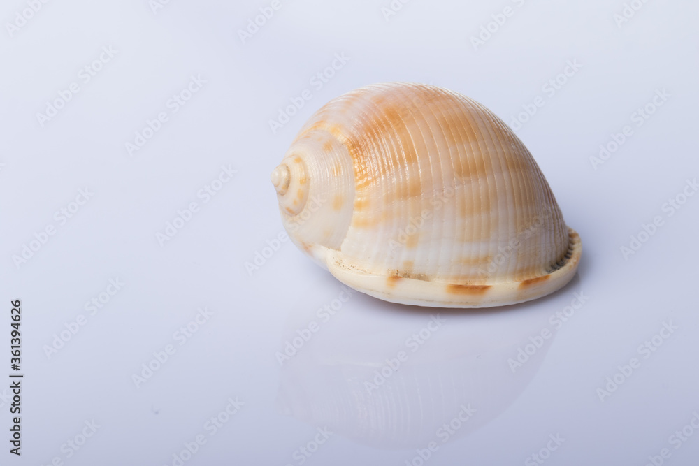Close up Sea shell isolated on white background with reflection for science Close up Sea shell isolated on white background with reflection for science