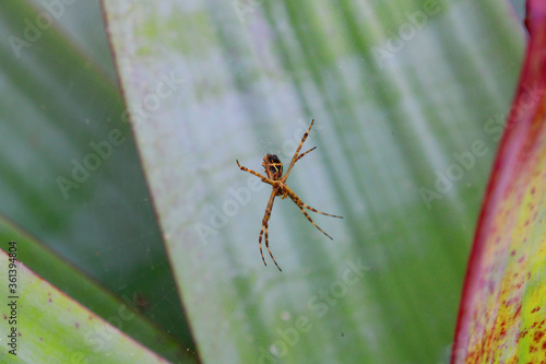 Wallpaper Mural Aranha Torontodigital.ca