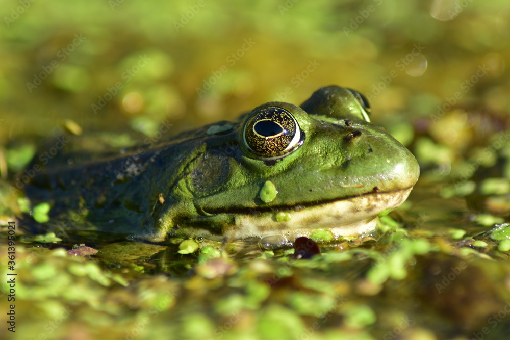 a green frog sits on seaweed on the river a green frog sits on seaweed on the river