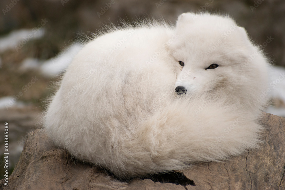 An arctic fox curls up on a log An arctic fox curls up on a log