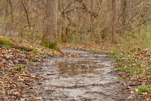 Muddy path
 photo