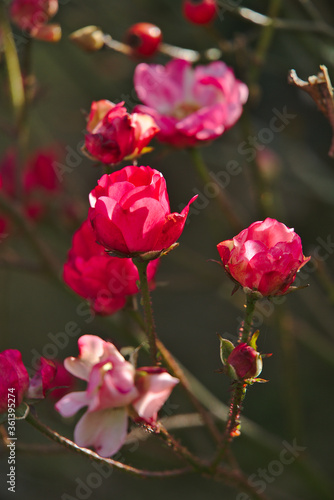 Wild red and pink roses in garden