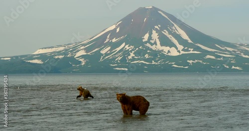 Brown bears hunting salmon on the Kuril Lake in Kamchatka in Russia. Kamchatka Peninsula. photo