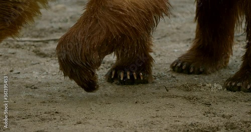 Brown bears on the Kuril Lake in Kamchatka in Russia. Kamchatka Peninsula. photo