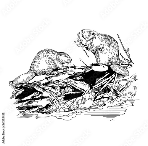 Beaver vector illustration