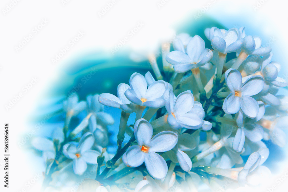 Bright and colorful flowers lilac Bright and colorful flowers lilac