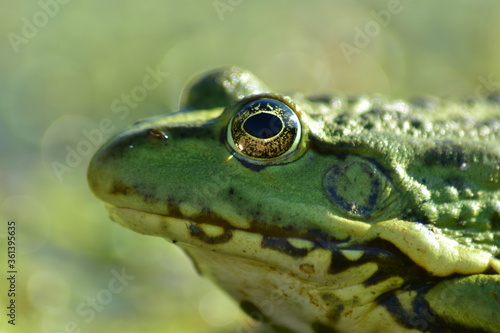 a green frog sits on seaweed on the river