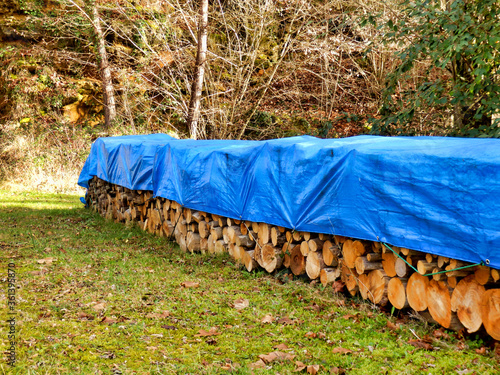 Canvastavla Pile of acacia, chestnut and oak logs in a woodland clearing and covered in tarp