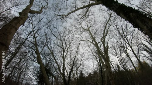 DOLLY SHOT - The forest of Drachenfels (Dragon's Rock) in Siebengebirge Nature Park (Siebengebirge Naturpark), North Rhine-Westphalia, Germany. The beech is one of the dominant tree species. photo