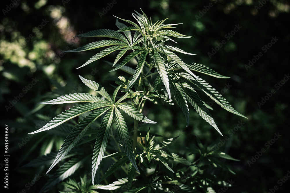 Cannabis leaf brightly lit by the sun on a blurred natural background. Selective focus. Cannabis leaf brightly lit by the sun on a blurred natural background. Selective focus.