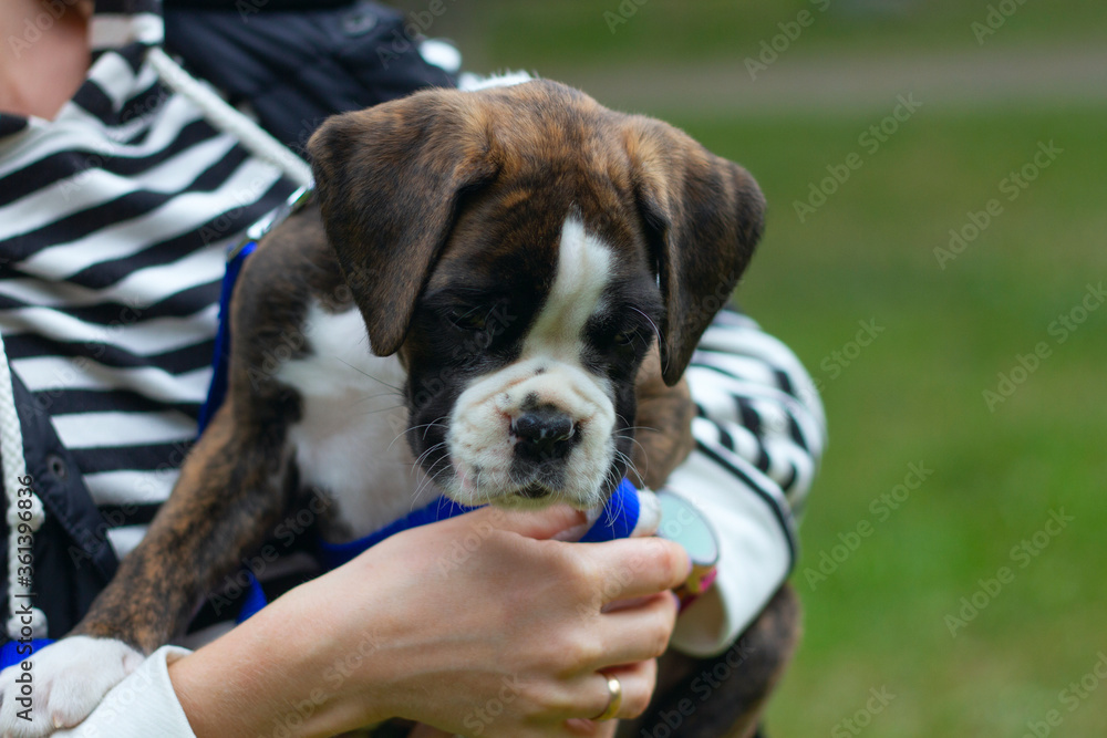 Cute puppy german boxer sitting on it`s owner`s hands, playing outdoors Cute puppy german boxer sitting on it`s owner`s hands, playing outdoors