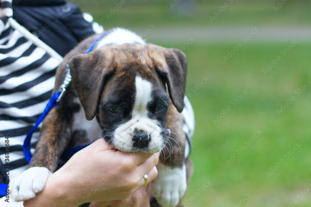Funny puppy german bites it's owner's hands, playing outdoors Funny puppy german bites it's owner's hands, playing outdoors
