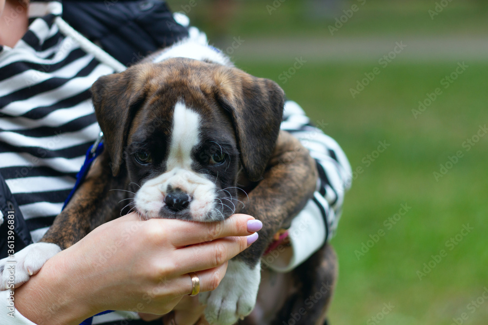 Funny puppy german bites it's owner's hands, playing outdoors Funny puppy german bites it's owner's hands, playing outdoors