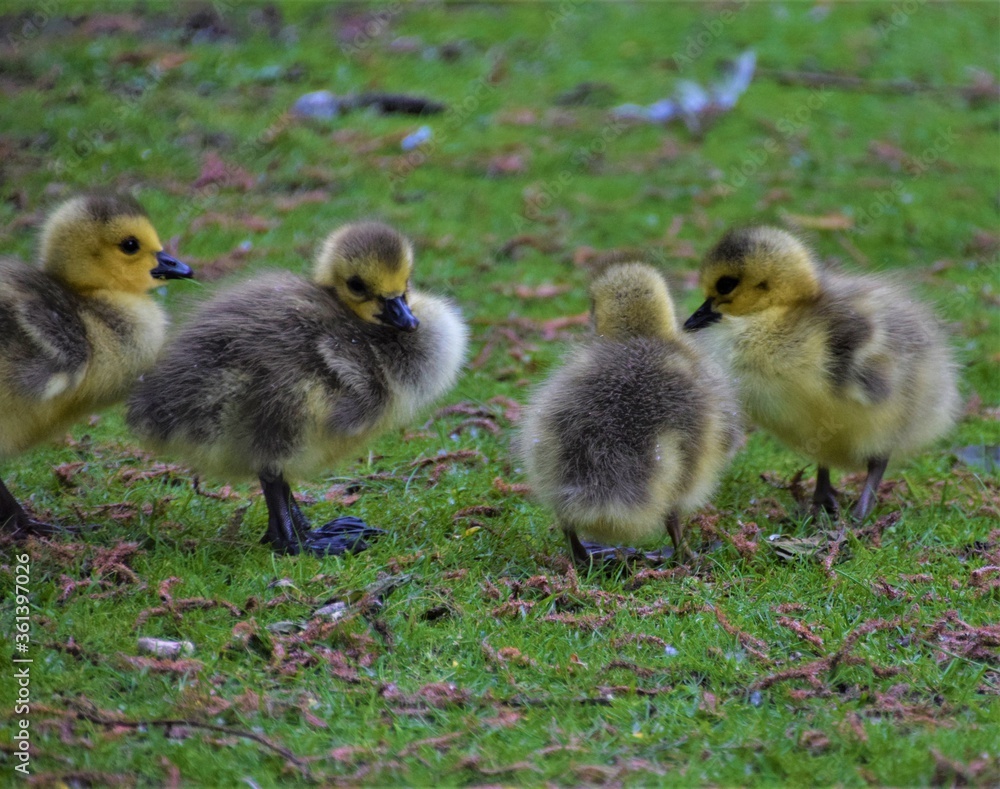 Tiny cute baby Canada geese in park Tiny cute baby Canada geese in park
