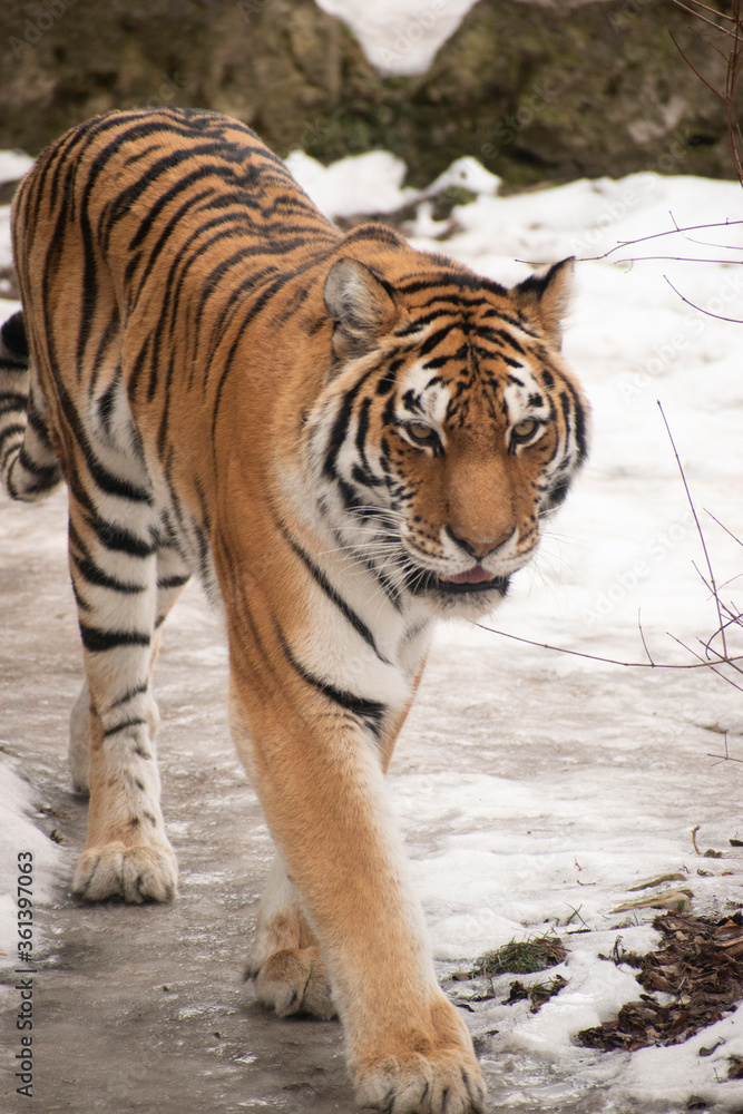 Obraz premium A tiger walks around its enclosure