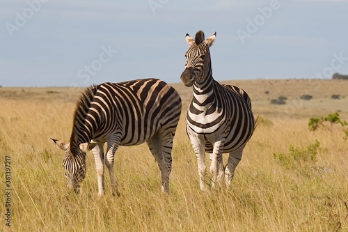 Two Burchell's zebra standing grazing photo
