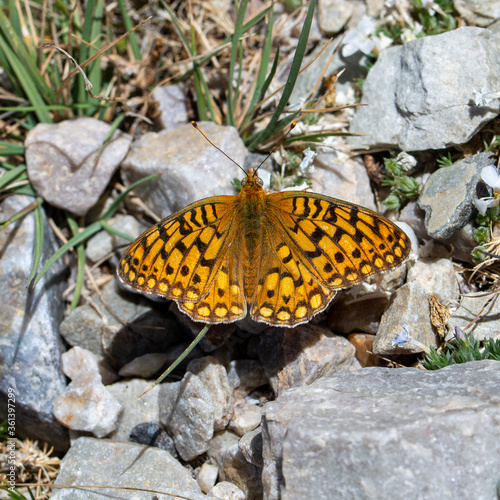 Fotografija An orange butterfly in the genus Speyeria that contains fritillary