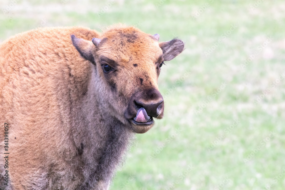 Young bison calf with its tongue sticking out.