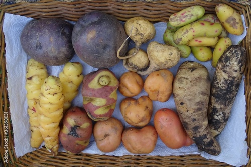 Several Peruvian tubers (Oca, Ullucus, Arracacha, Maca, Mashua, Potatos) photo