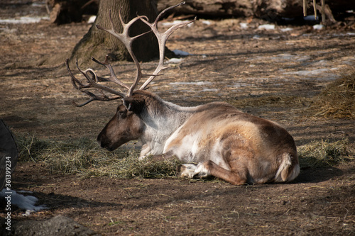 A reindeer lies down in its enclosure