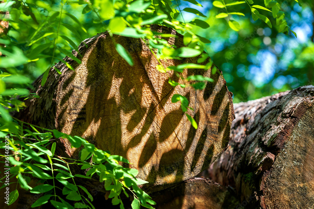 Visible section of a tree with annual rings on which are the shadows of leaves. Visible section of a tree with annual rings on which are the shadows of leaves.