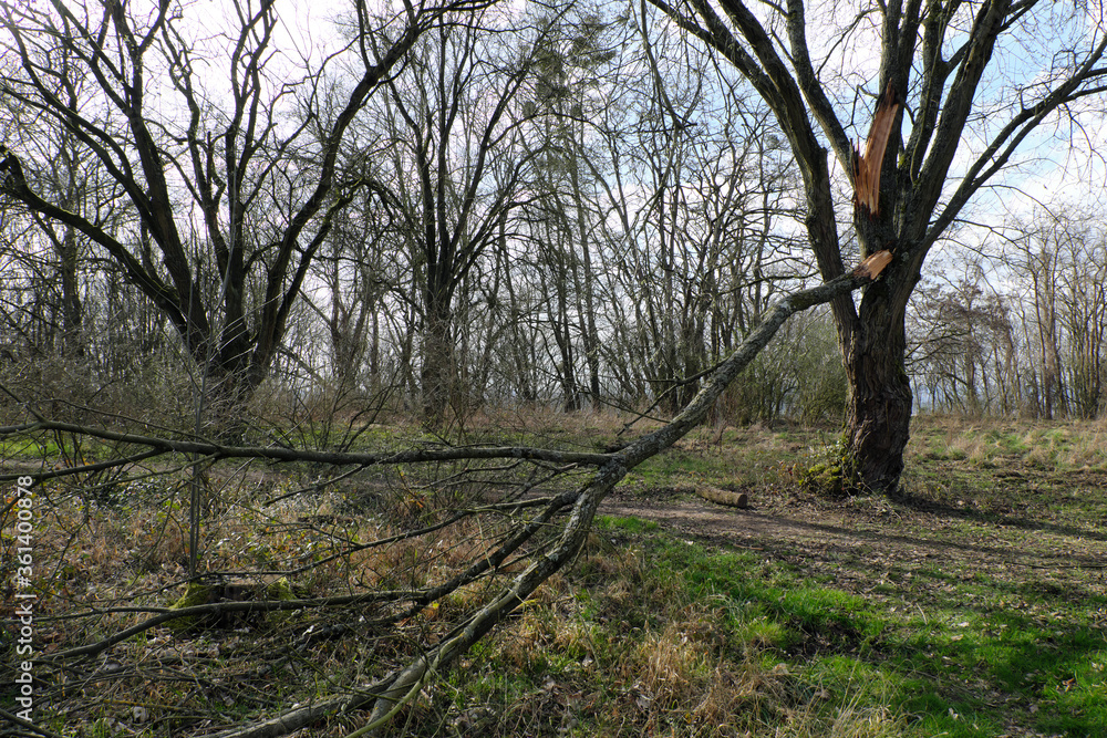Baum und großer abgebrochener Ast an Waldweg - Stockfoto