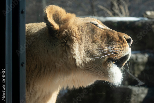 A lioness roars in her enclosure