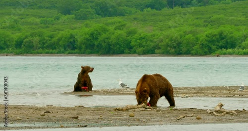 Brown bears hunting salmon on the Kuril Lake in Kamchatka in Russia. Kamchatka Peninsula. photo