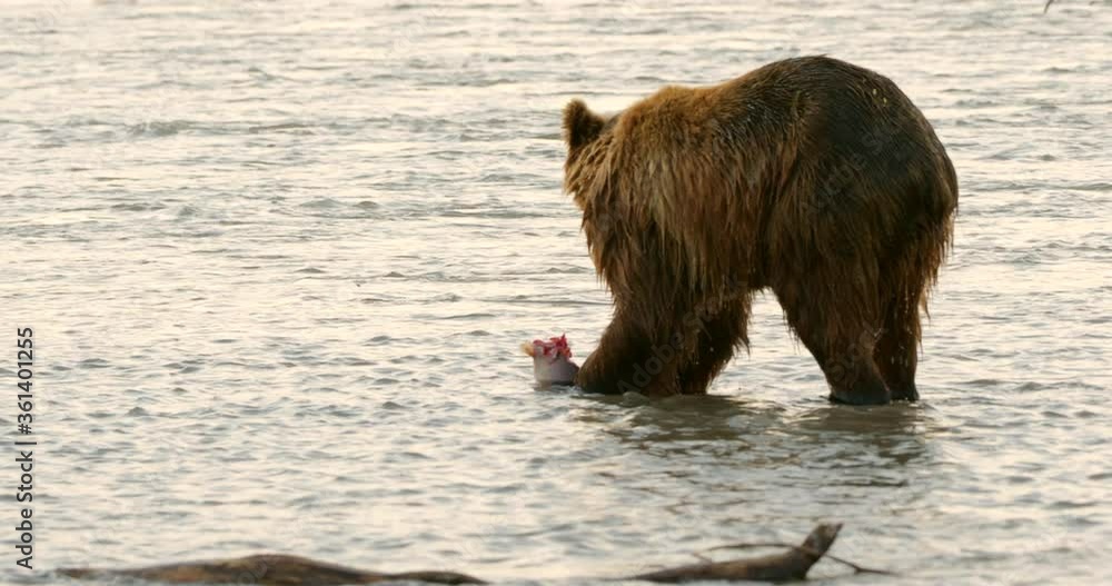 Brown bears hunting salmon on the Kuril Lake in Kamchatka in Russia. Kamchatka Peninsula. Brown bears hunting salmon on the Kuril Lake in Kamchatka in Russia. Kamchatka Peninsula.