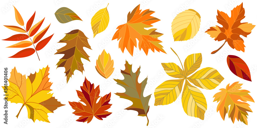 Fototapeta premium collection of autumn leaves