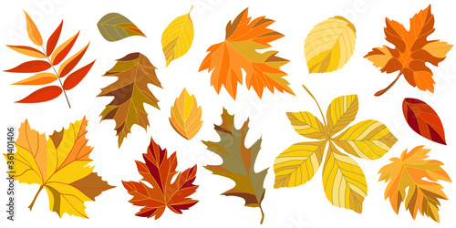 collection of autumn leaves