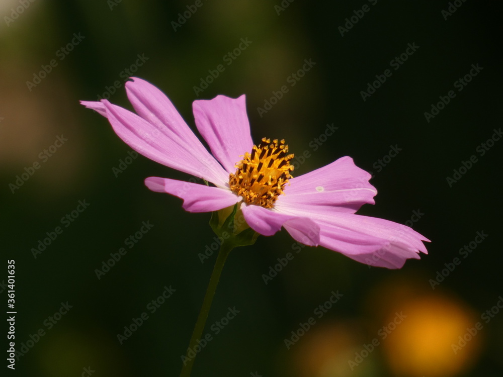 Obraz premium Garden kosmos flower (Cosmos bipinnatus) - pink cosmos flower close up, Kiev, Ukraine
