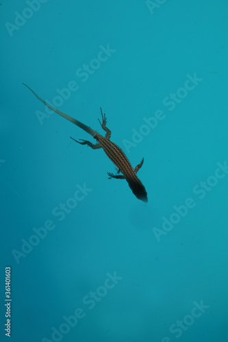 lézard des murailles nageant photo