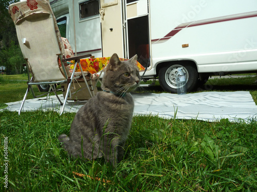  Cat with lead sitting near motohome camper in the green grass. Travelling with pet.