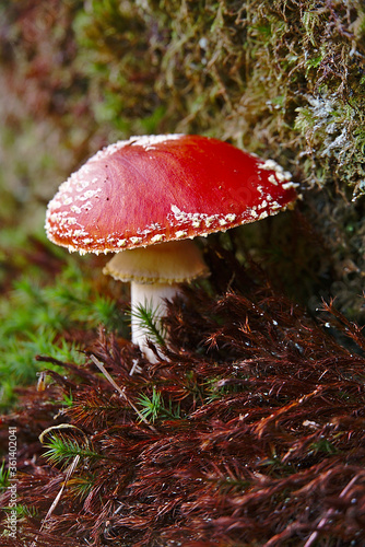 Mushroom Amanita Muscaria inedible very poisonous