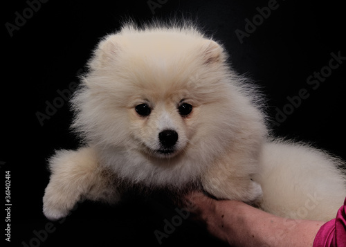 Pomeranian Spitz after grooming on a black background on his hands