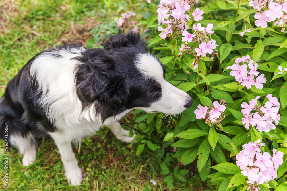 Outdoor portrait of cute smiling puppy border collie sitting on park or garden background. New lovely member of family little dog smelling flowers. Pet care and funny animals life concept. Outdoor portrait of cute smiling puppy border collie sitting on park or garden background. New lovely member of family little dog smelling flowers. Pet care and funny animals life concept.