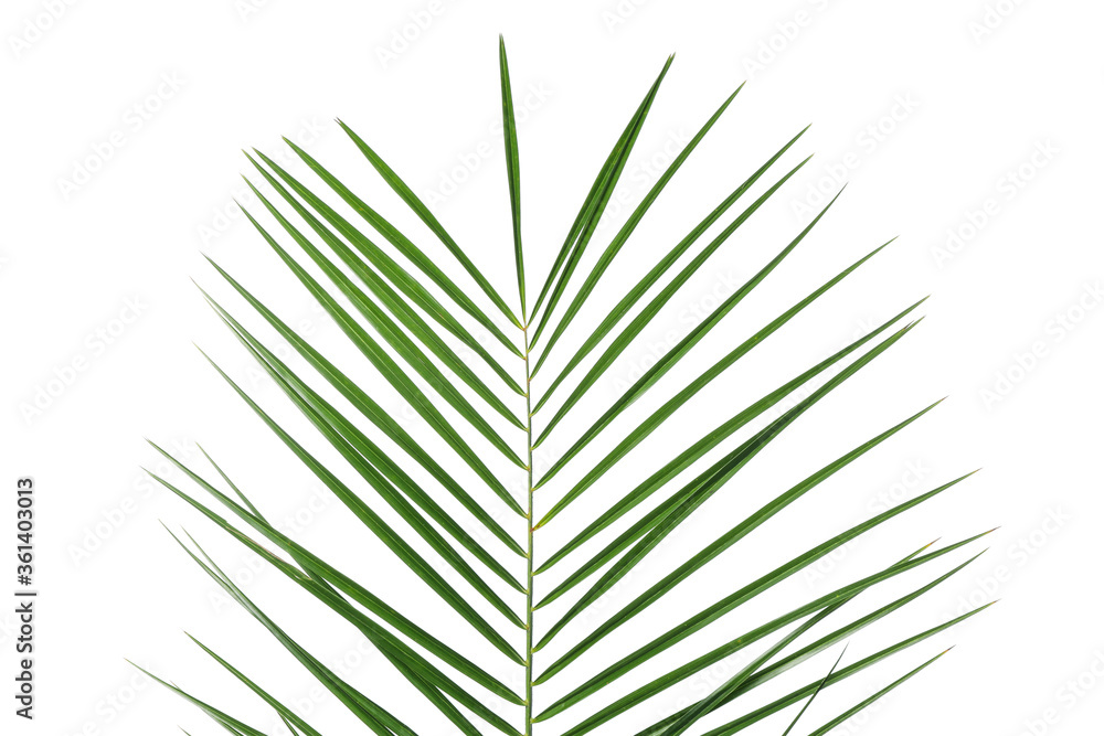Green palm leaf isolated on white background Green palm leaf isolated on white background