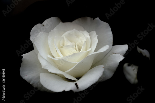 Closeup of a white rose on a black background